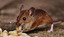 24 Hour & Emergency Exterminators in Southwood, IN